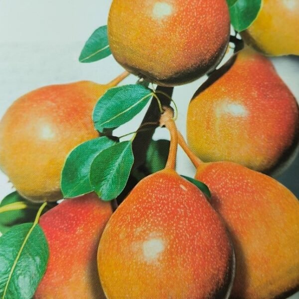 PERA MOSCATELLO | Pyrus Communis Moscatella