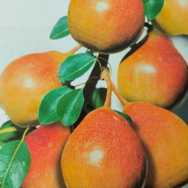 PERA MOSCATELLO | Pyrus Communis Moscatella