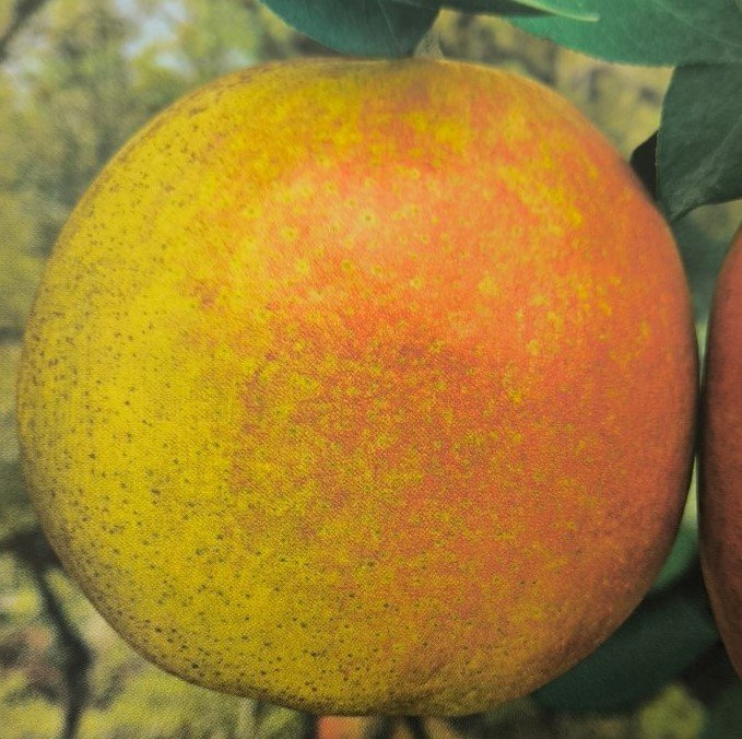PERA DECANA DEL COMIZIO | Pyrus Communis Decana del Comizio