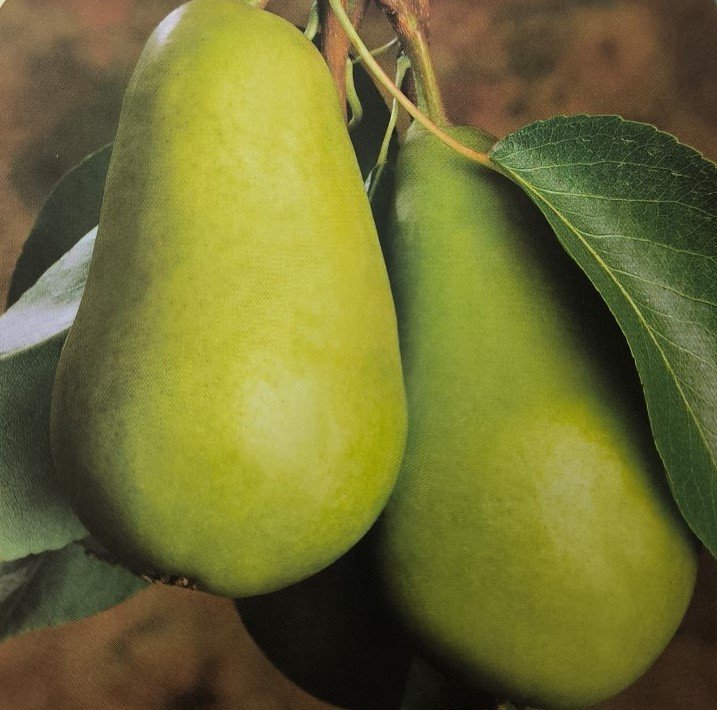 PERA BELLA DI GIUGNO | Pyrus Communis Bella di Giugno
