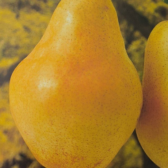 PERA WILLIAM | Pyrus Communis William