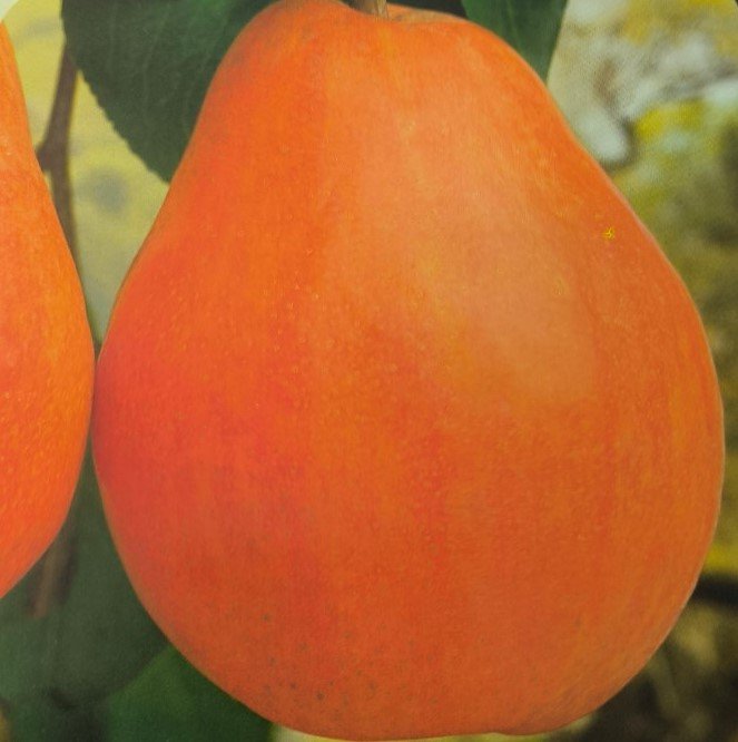PERA WILLIAM ROSSA | Pyrus Communis William Rossa