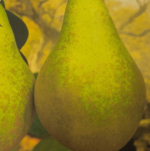 PERA CONFERENCE | Pyrus Communis Conference
