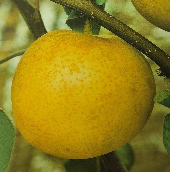 NASHI NIJISSEIKI | Pyrus Pyrifolia Nijisseiki