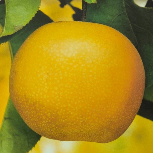 NASHI HOSUI | Pyrus Pyrifolia Hosui