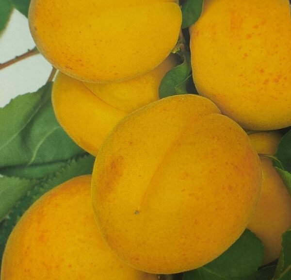 ALBICOCCA LUIZET | Prunus Armeniaca Luizet