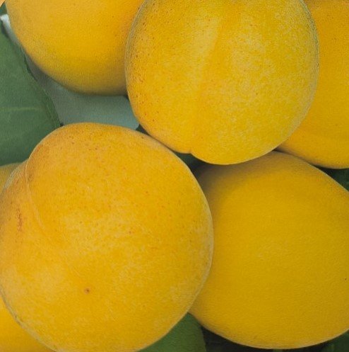 ALBICOCCA VITILLO | Prunus Armeniaca Vitillo