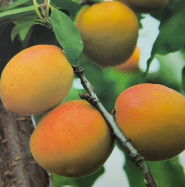 ALBICOCCA BELLA D'IMOLA | Prunus Armeniaca Bella d'Imola - immagine 2