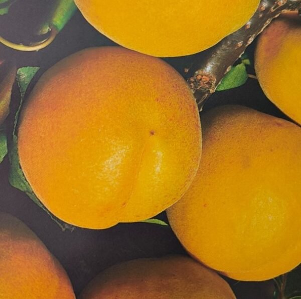 ALBICOCCA SAN CASTRESE | Prunus Armeniaca San Castrese