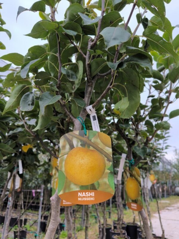 NASHI NIJISSEIKI | Pyrus Pyrifolia Nijisseiki - immagine 4
