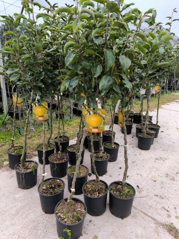 NASHI NIJISSEIKI | Pyrus Pyrifolia Nijisseiki - immagine 5