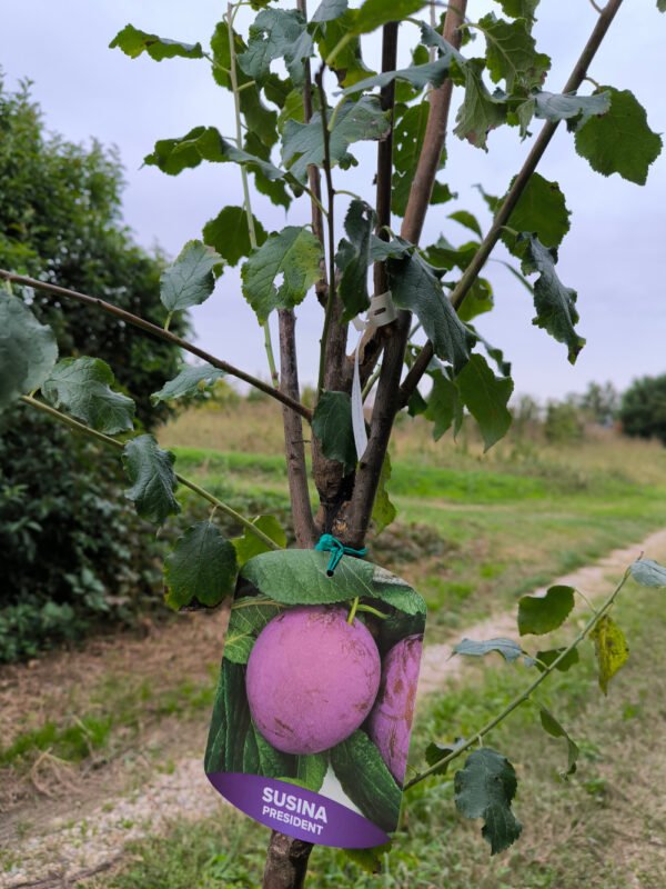 SUSINA PRESIDENT | Prunus Domestica President - immagine 3