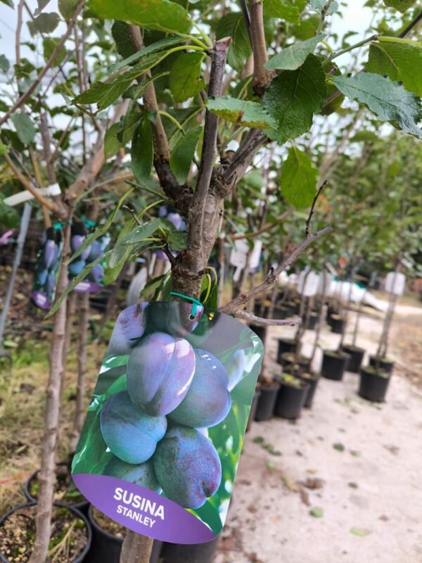 SUSINA PRESIDENT | Prunus Domestica President - immagine 5