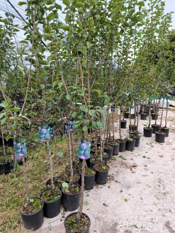 SUSINA PRESIDENT | Prunus Domestica President - immagine 6