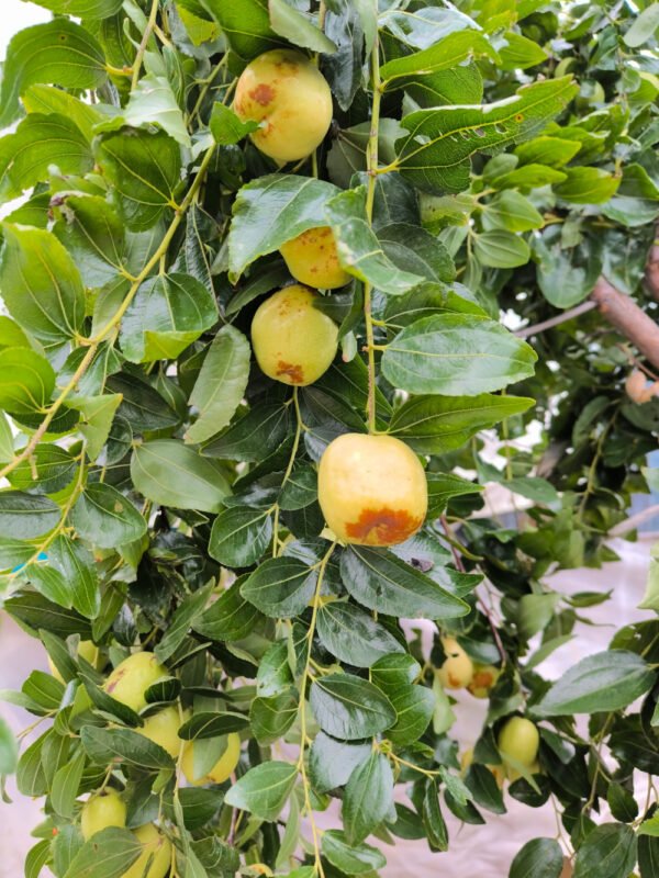 GIUGGIOLO MELA "LI" | Ziziphus jujuba - immagine 3