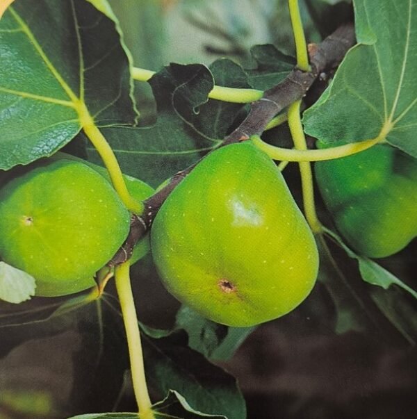 FICO FIORONE BIANCO | Ficus carica 'Fiorone Bianco'