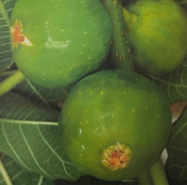 FICO DOTTATO | Ficus carica Dottato