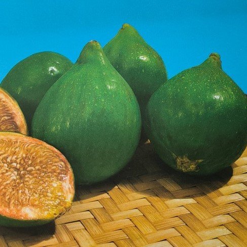 FICO MATALONE | Ficus carica Matalone