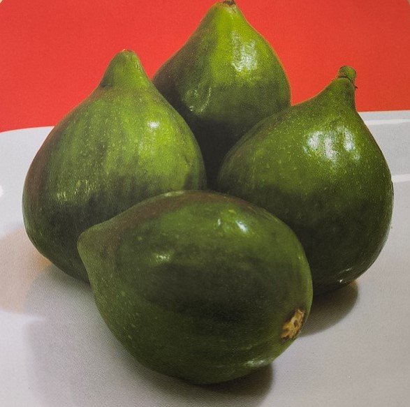 FICO VERDINO | Ficus carica Verdino
