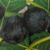 FICO TURCA | Ficus carica Turca
