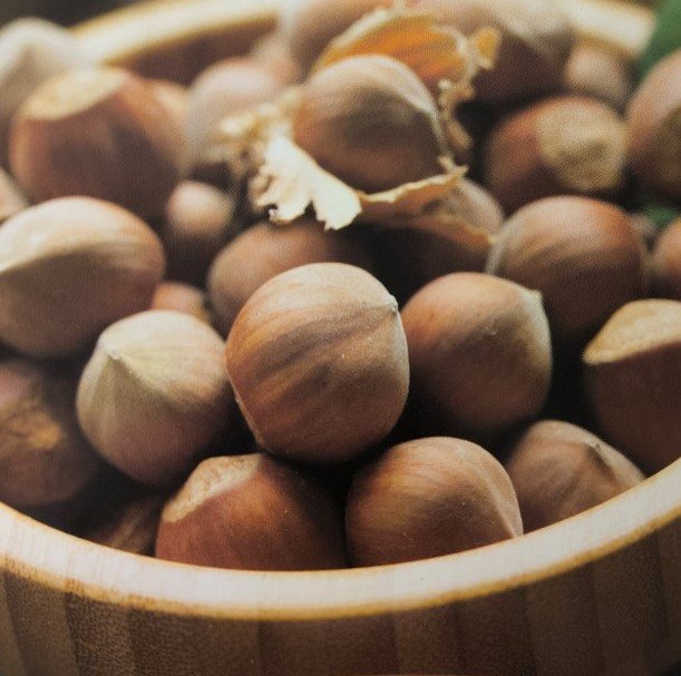NOCCIOLO | Corylus avellana