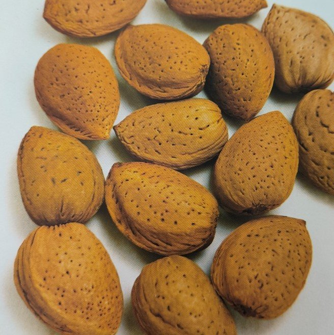MANDORLA TENERA DOLCE | Amygdalus Communis