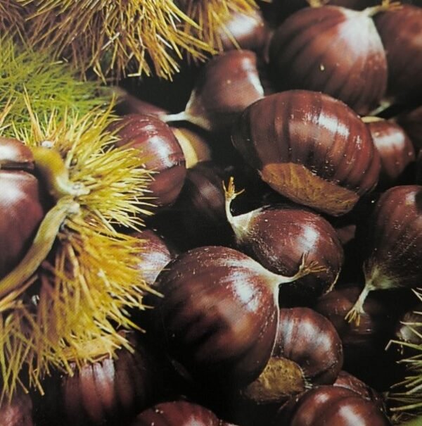 CASTAGNO BOUCHE DE BETIZAC | Castanea sativa