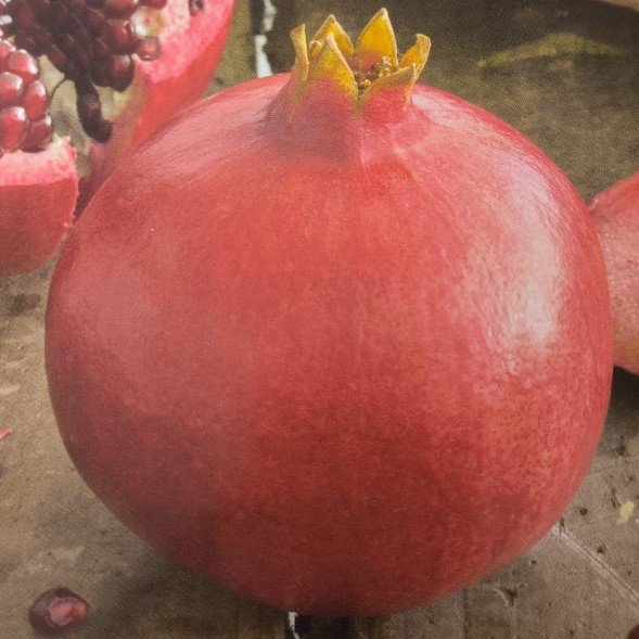 MELAGRANA WONDERFUL (rossa) | Punica granatum