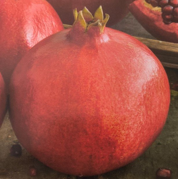 MELAGRANA ACCO | Punica granatum