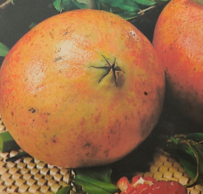 MELAGRANA MOLLAR DE ELCHE | Punica granatum