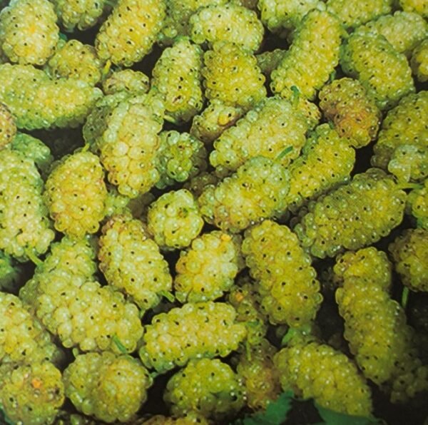 GELSO BIANCO | Morus alba