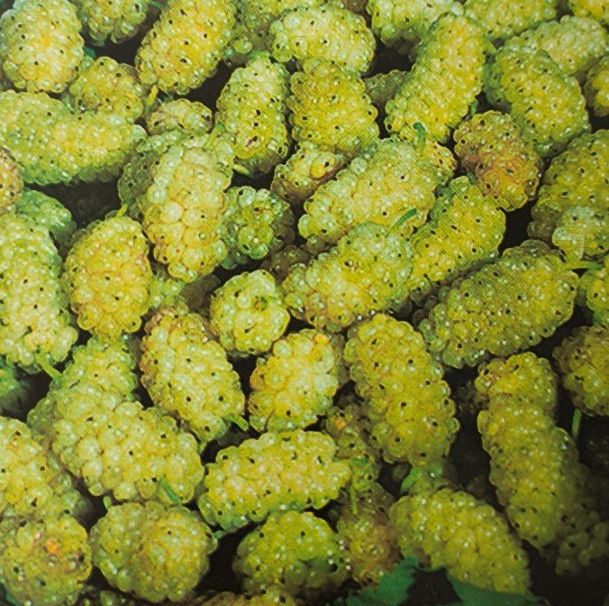 GELSO BIANCO | Morus alba