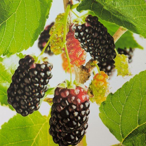 GELSO NERO | Morus nigra
