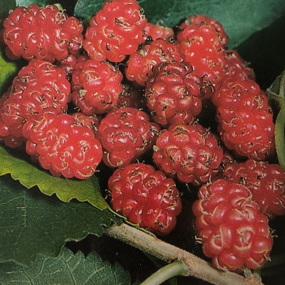 GELSO ROSSO | Morus rubra