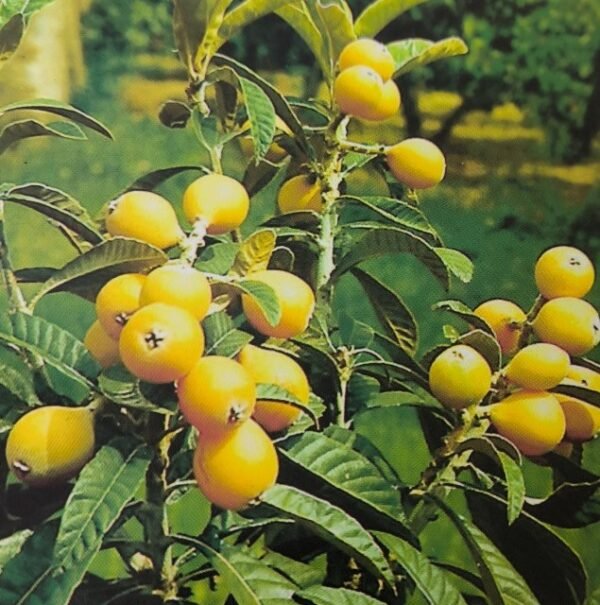 NESPOLO DEL GIAPPONE | Eriobotrya japonica