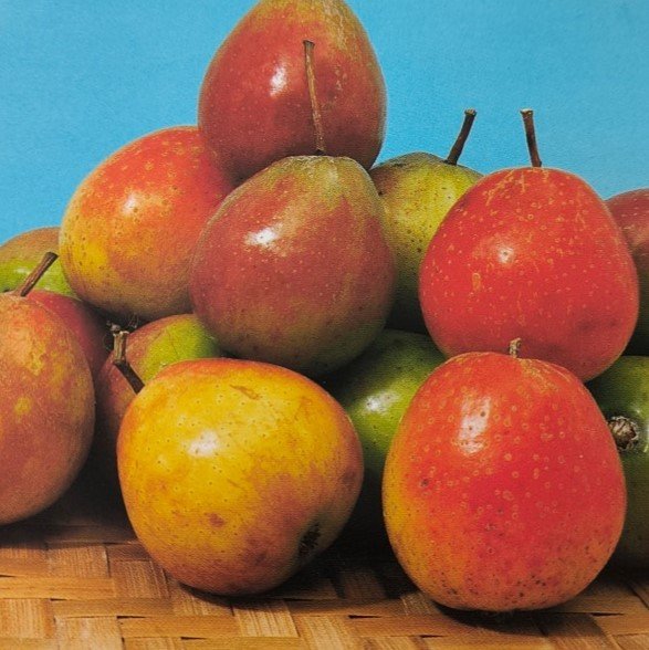 SORBO DOMESTICO | Sorbus domestica