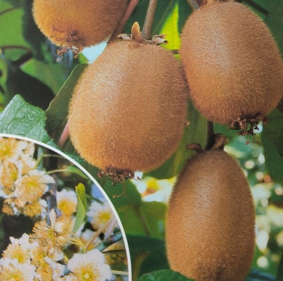 ACTINIDIA IMPOLLINATORE | Actinidia chinensis