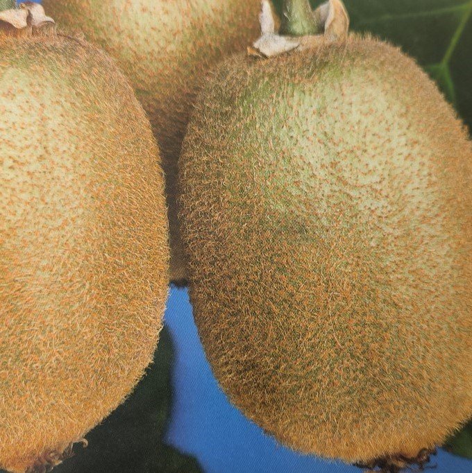 ACTINIDIA HAYWARD | Actinidia Chinensis Hayward
