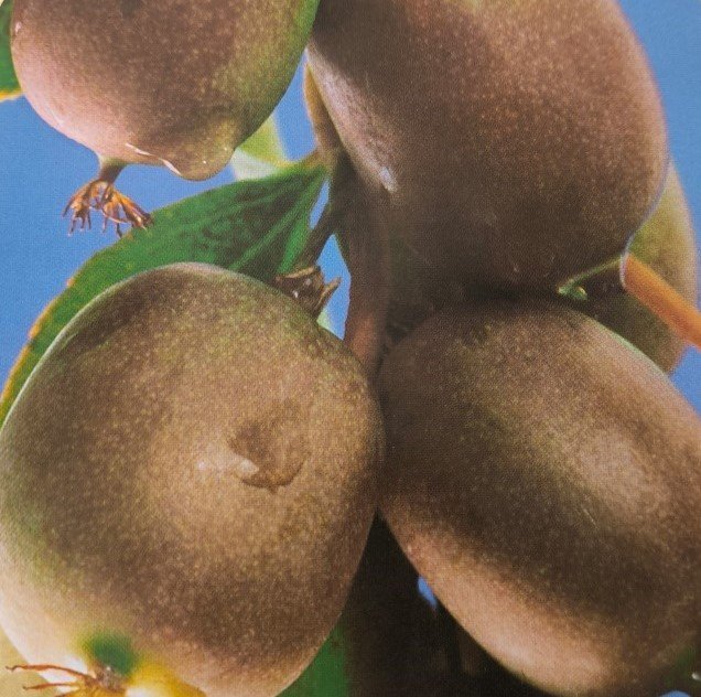 ACTINIDIA ARGUTA | Actinidia arguta