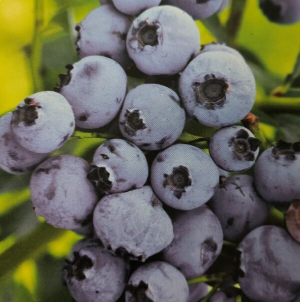 MIRTILLO AMERICANO | Vaccinium corymbosum