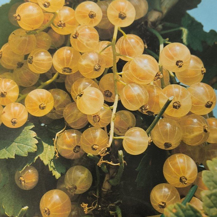 RIBES BIANCO | Ribes Rubrum