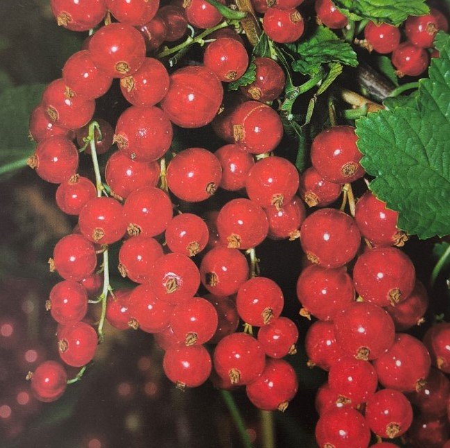 RIBES ROSSO | Ribes Rubrum