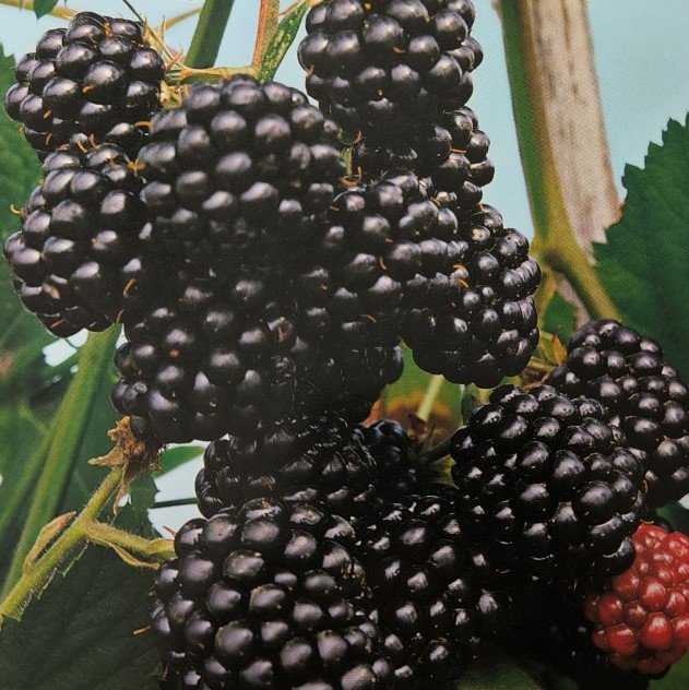 MORA DEI GIARDINI | Rubus Fruticosus