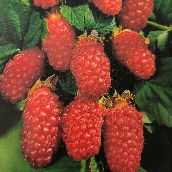 LAMPONE ROSSO | Rubus Idaeus