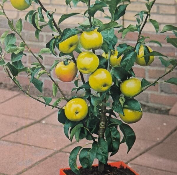 MELO NANO | Malus Domestica