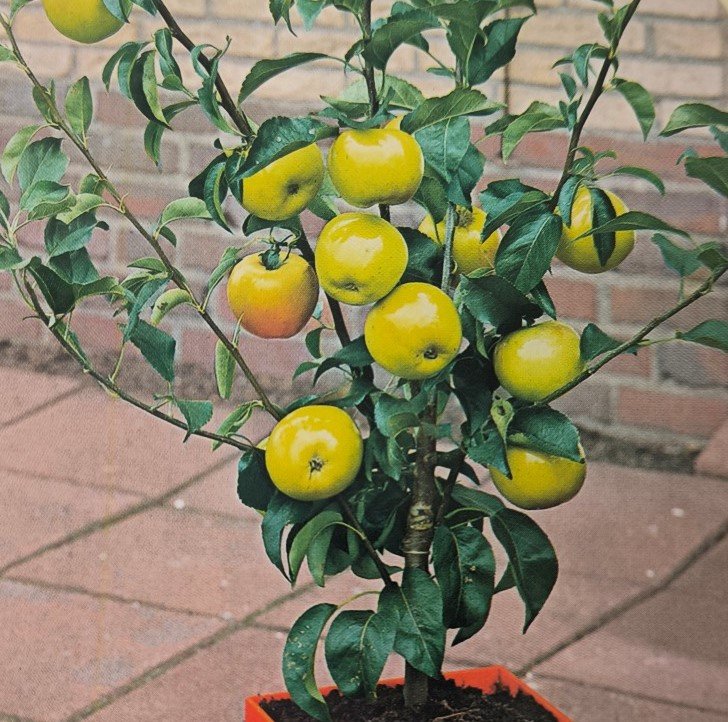 MELO NANO | Malus Domestica