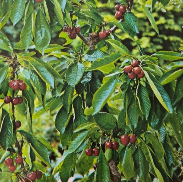 CILIEGIO NANO | Prunus Avium