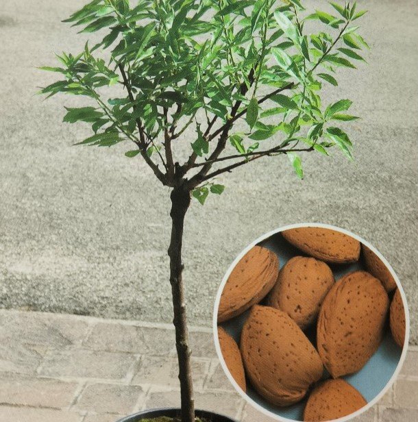 MANDORLO NANO | Amygdalus-Communis