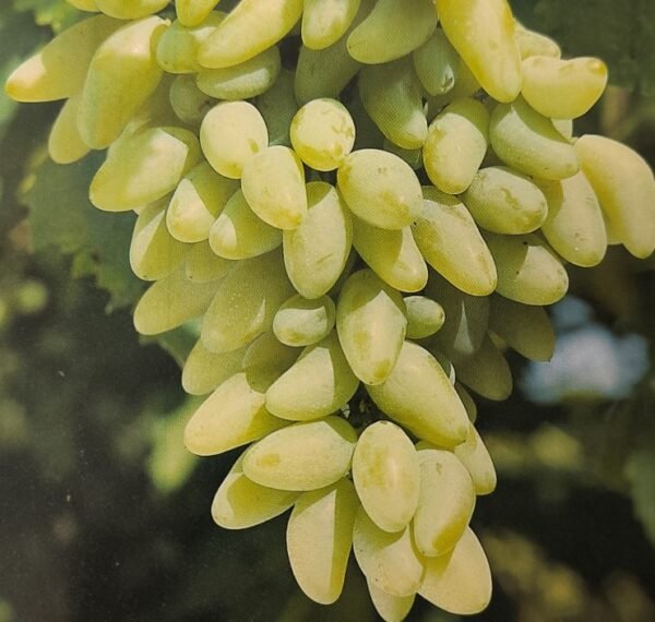 UVA PIZZUTELLO BIANCO | Vitis vinifera